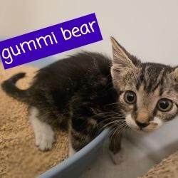 Gummi Bear, Adoptable, Kitten Male Domestic Short Hair.