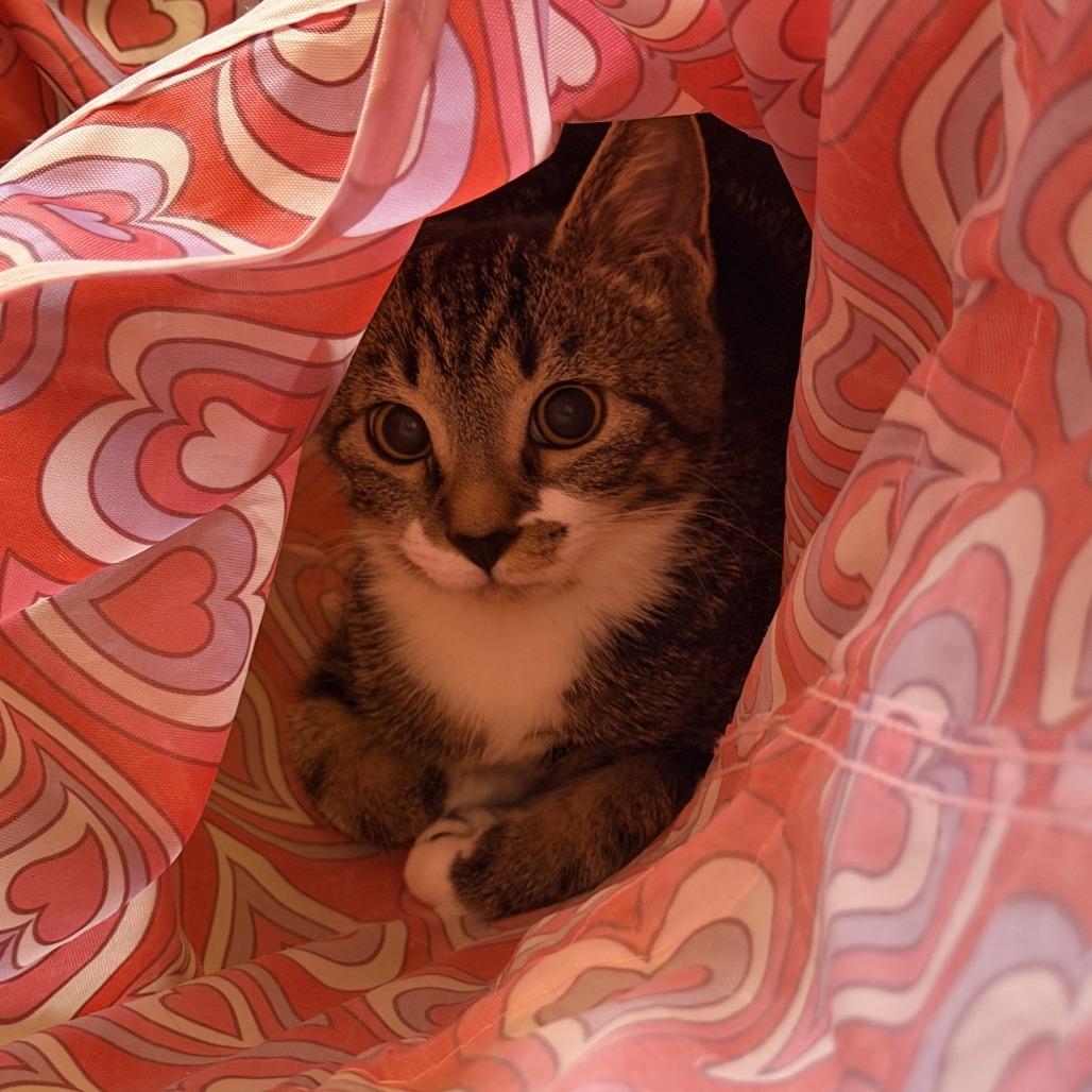 Enlarge Gummi Bear, a Adoptable Domestic Short Hair in Tempe, AZ image 2/4