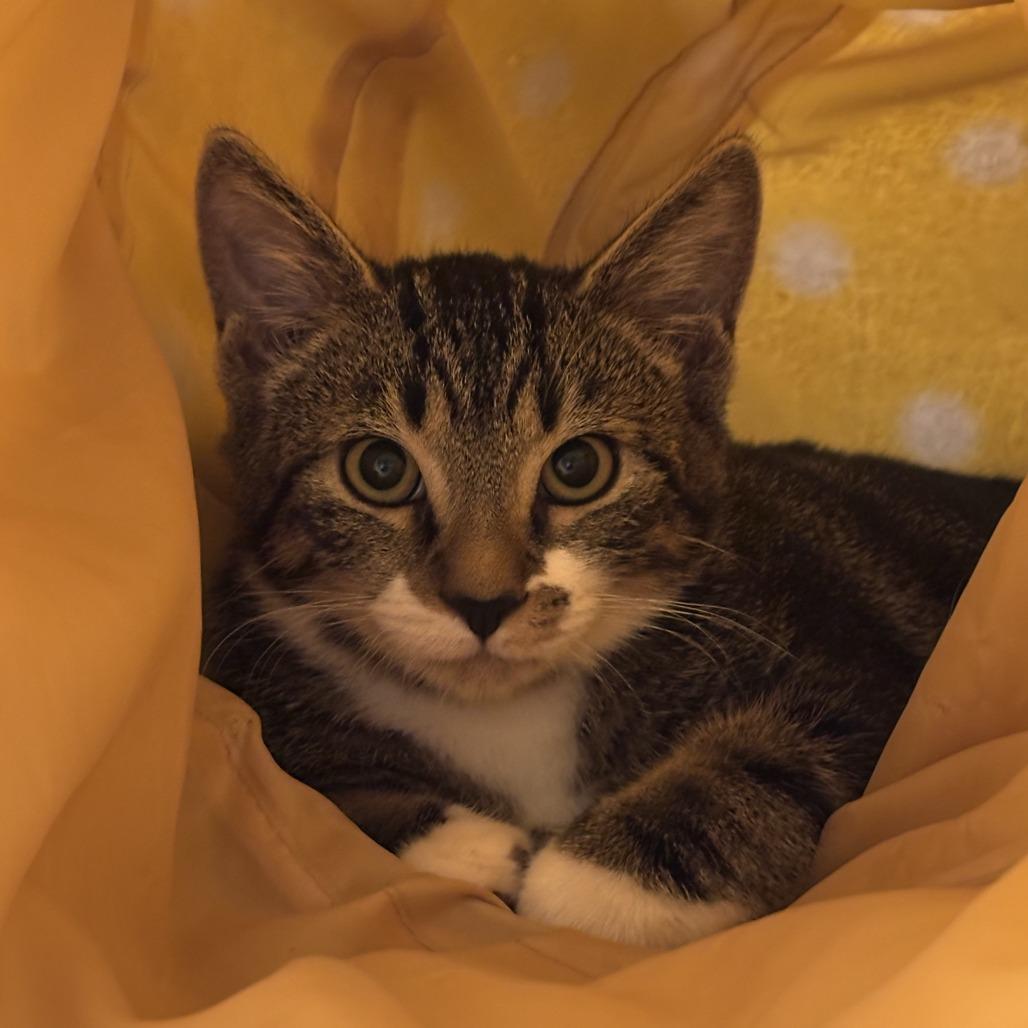 Enlarge Gummi Bear, a Adoptable Domestic Short Hair in Tempe, AZ image 3/4