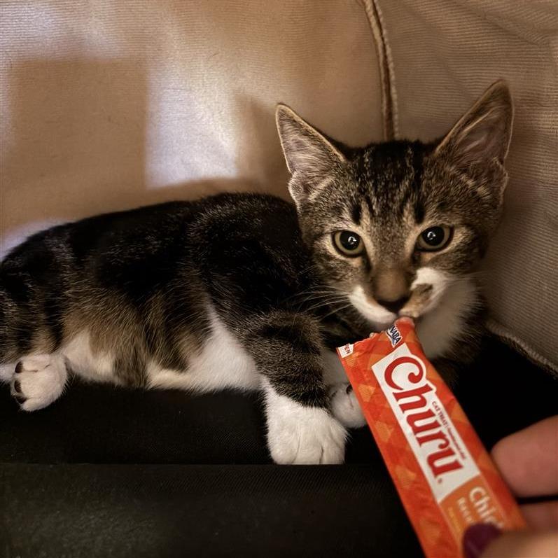 Enlarge Gummi Bear, a Adoptable Domestic Short Hair in Tempe, AZ image 4/4