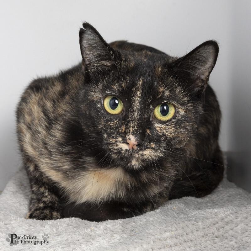 Enlarge Pricilla, a Adoptable Domestic Short Hair in Maryville, TN image 1/1