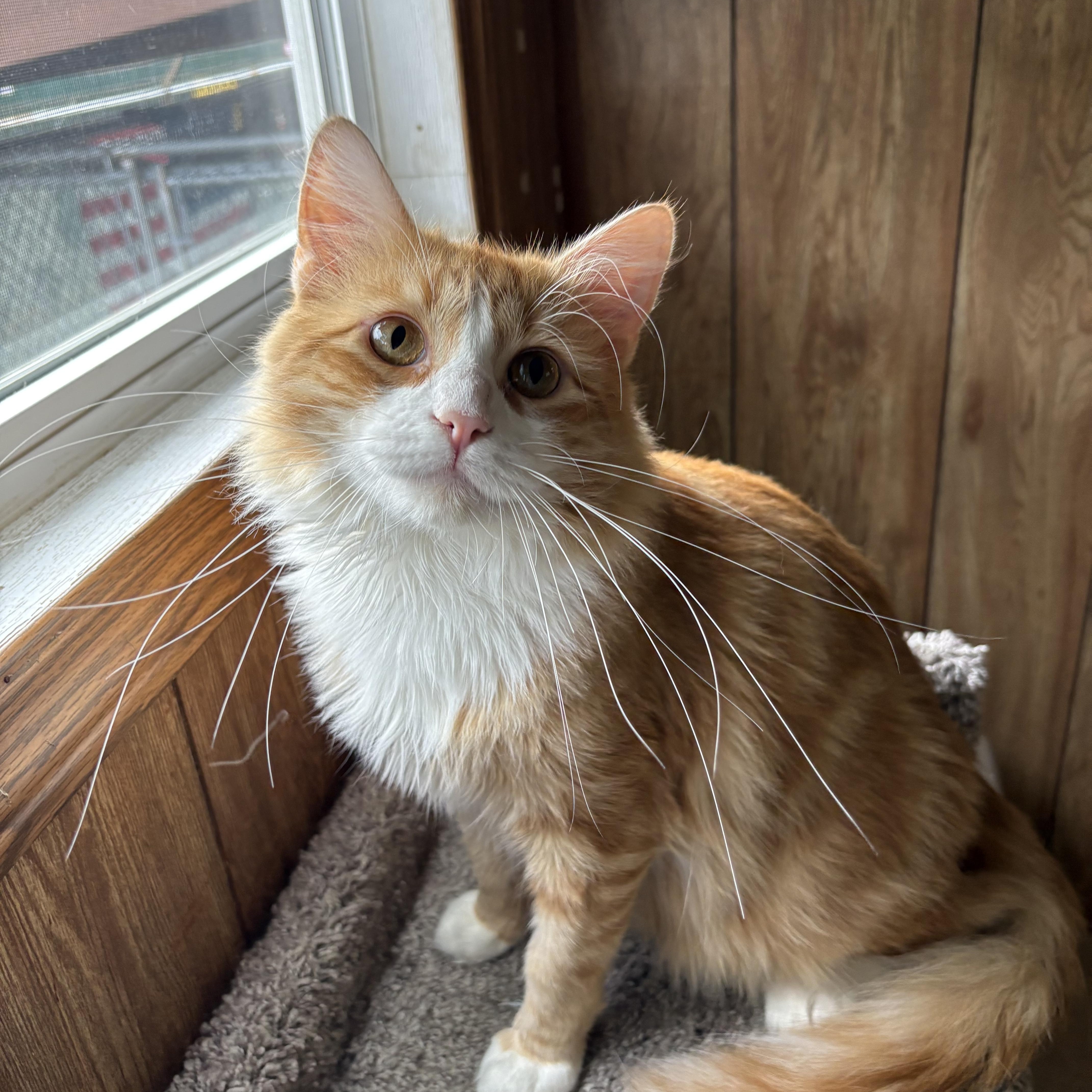 Roadie, Adopted, Adult Male Domestic Short Hair.