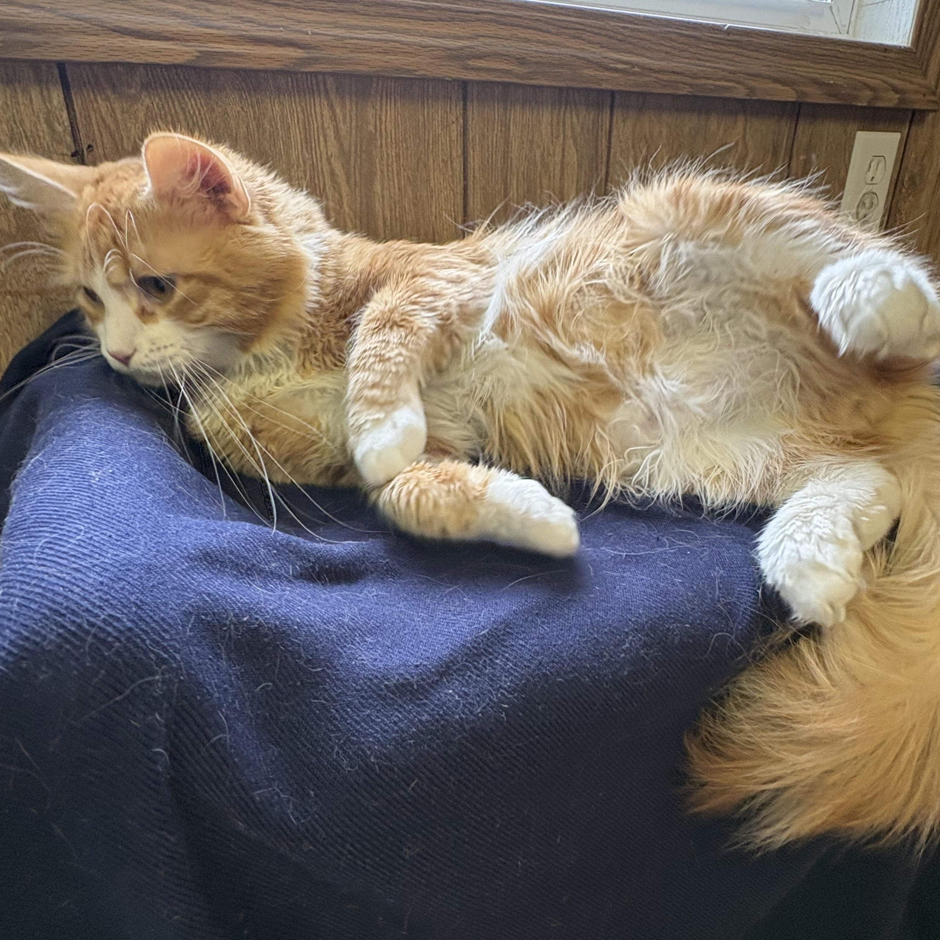 Roadie, a ADOPTABLE Domestic Short Hair in Linden, NJ image 5/5