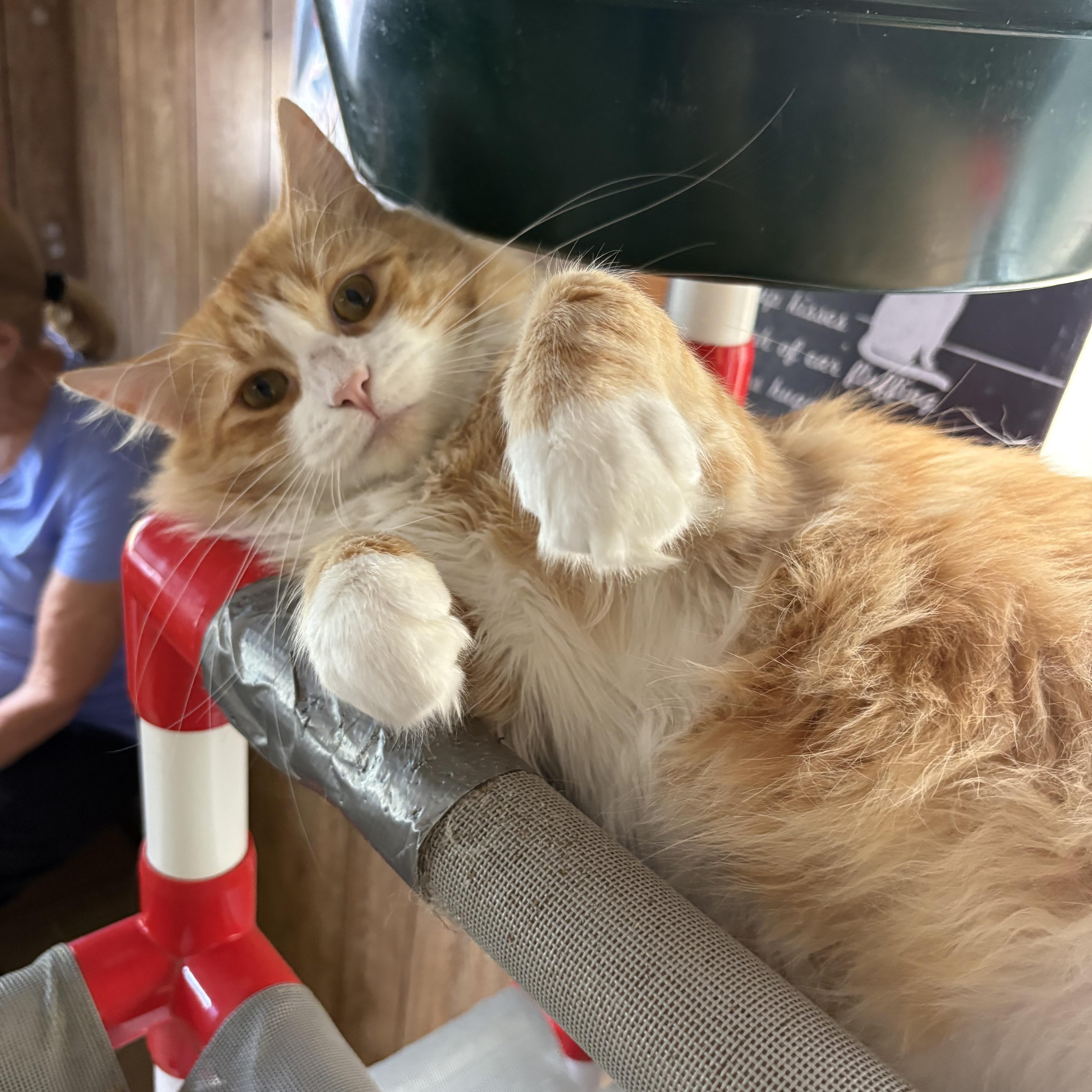 Enlarge Roadie, a Adopted Domestic Short Hair in Linden, NJ image 5/6