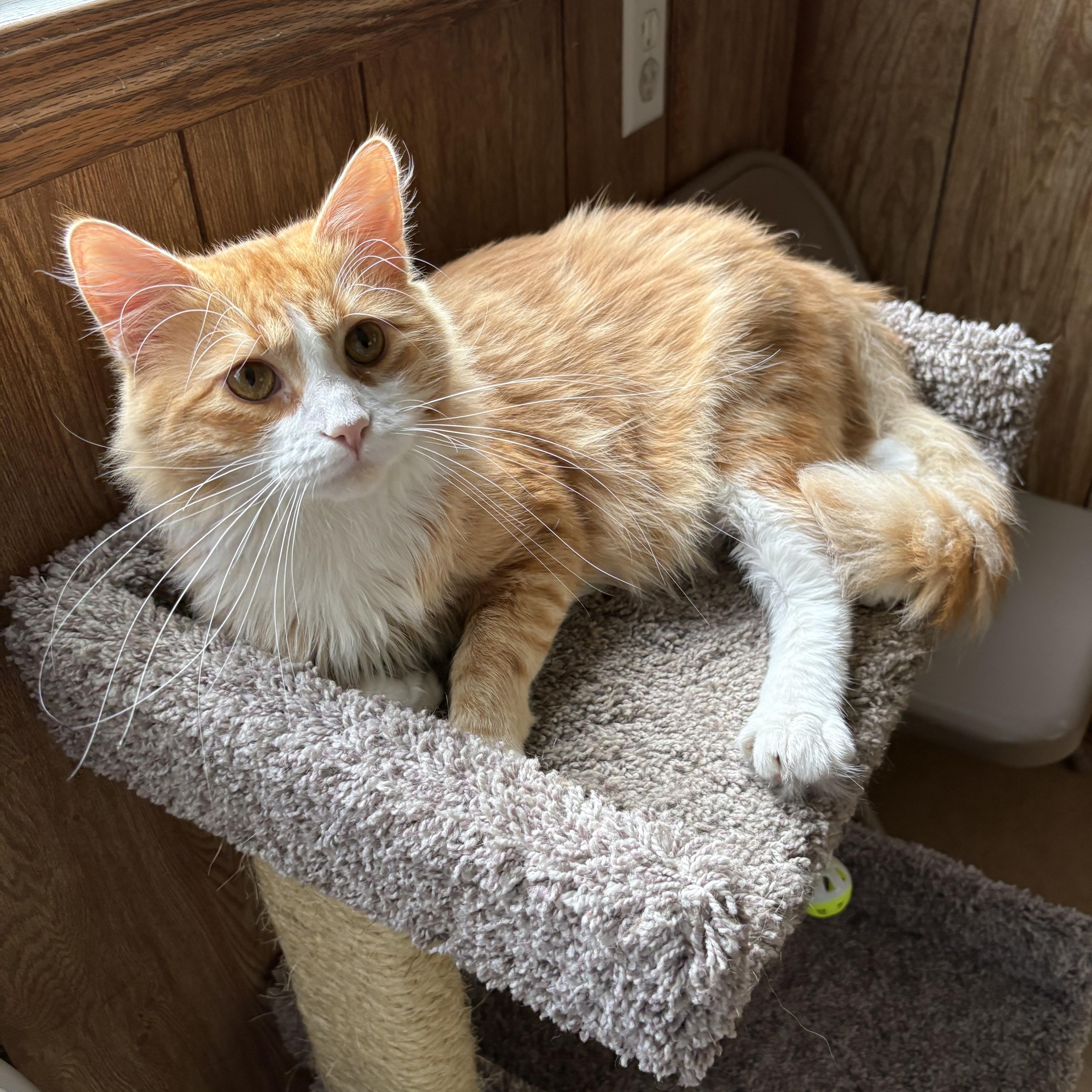 Enlarge Roadie, a Adopted Domestic Short Hair in Linden, NJ image 2/6