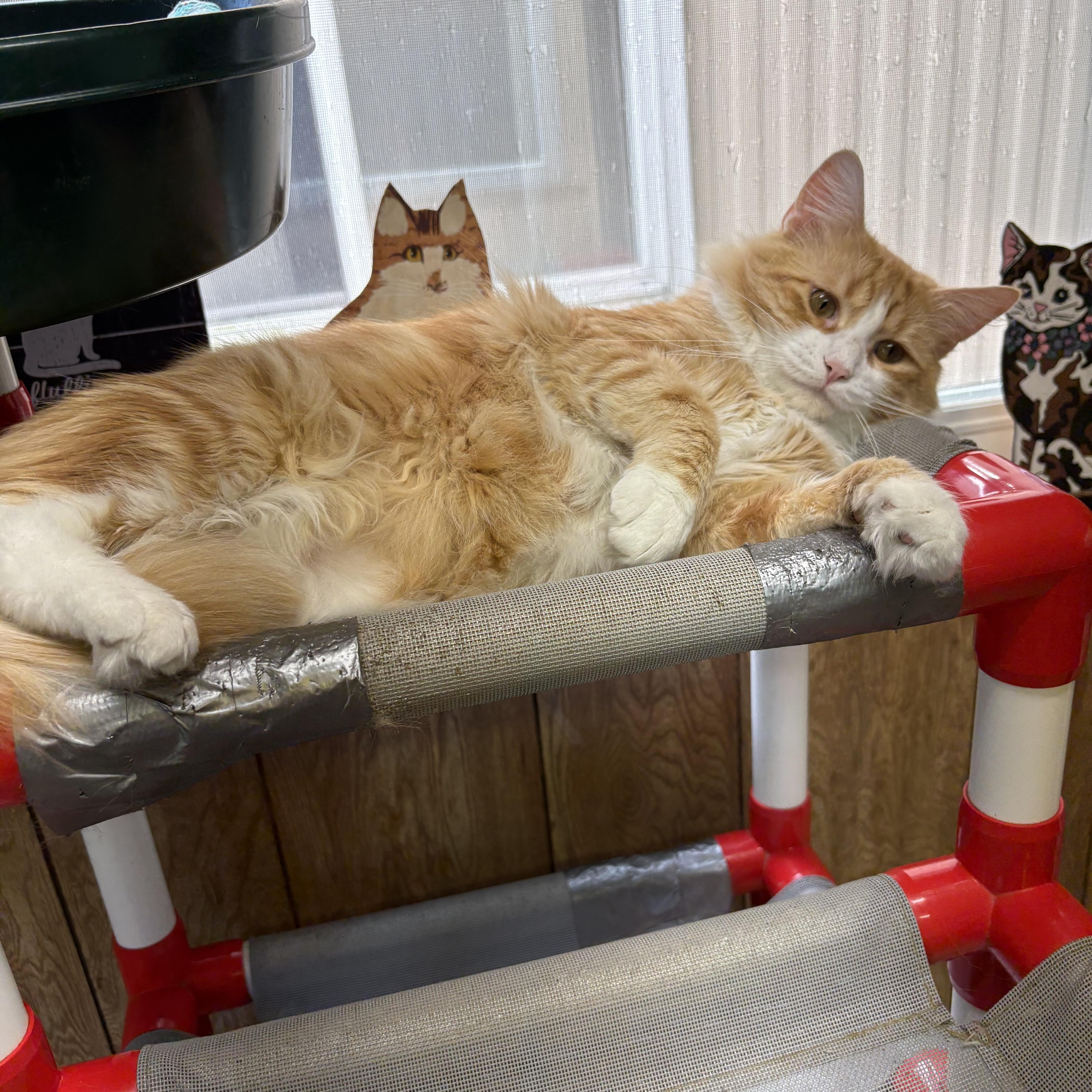 Enlarge Roadie, a Adopted Domestic Short Hair in Linden, NJ image 3/6
