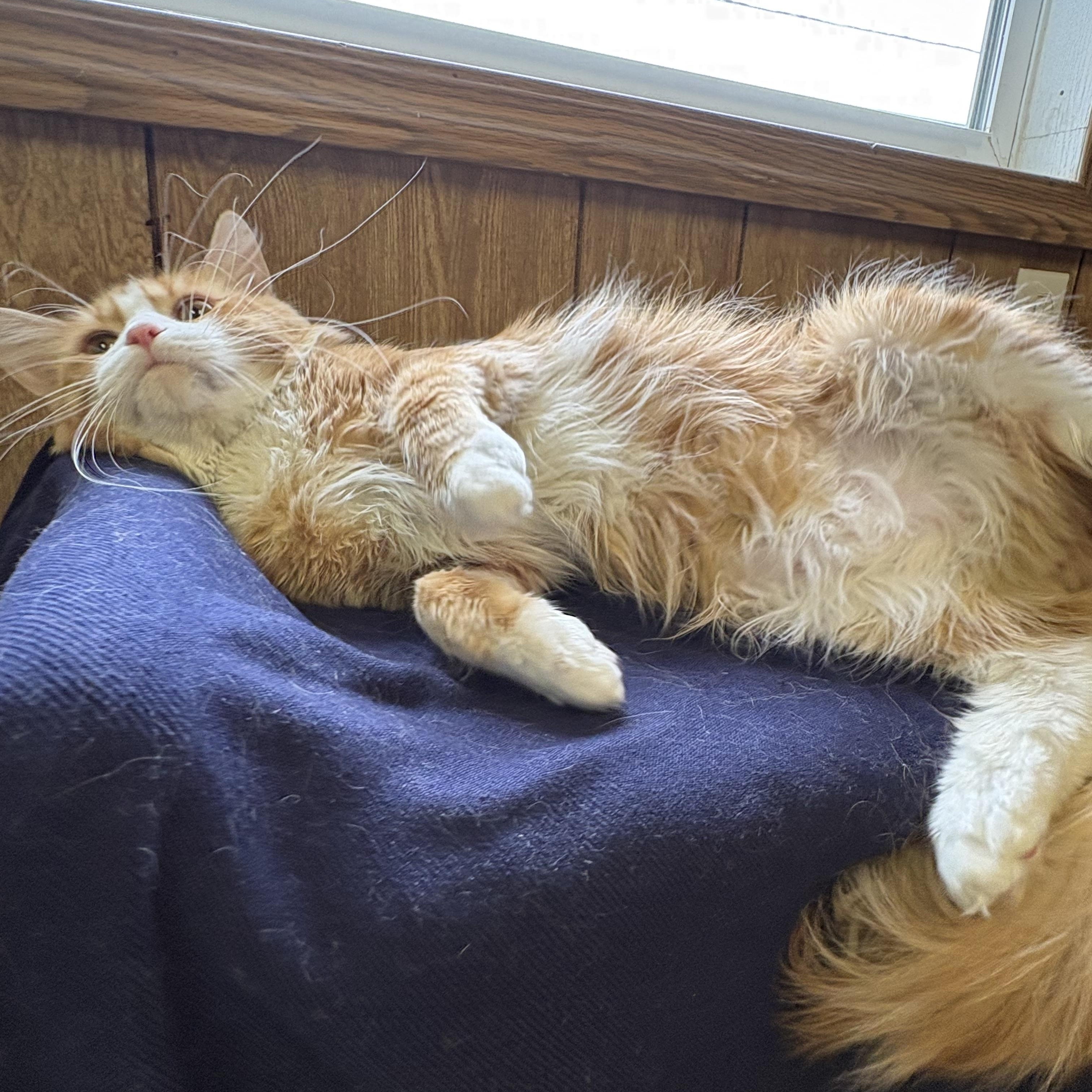 Roadie, a ADOPTABLE Domestic Short Hair in Linden, NJ image 4/5