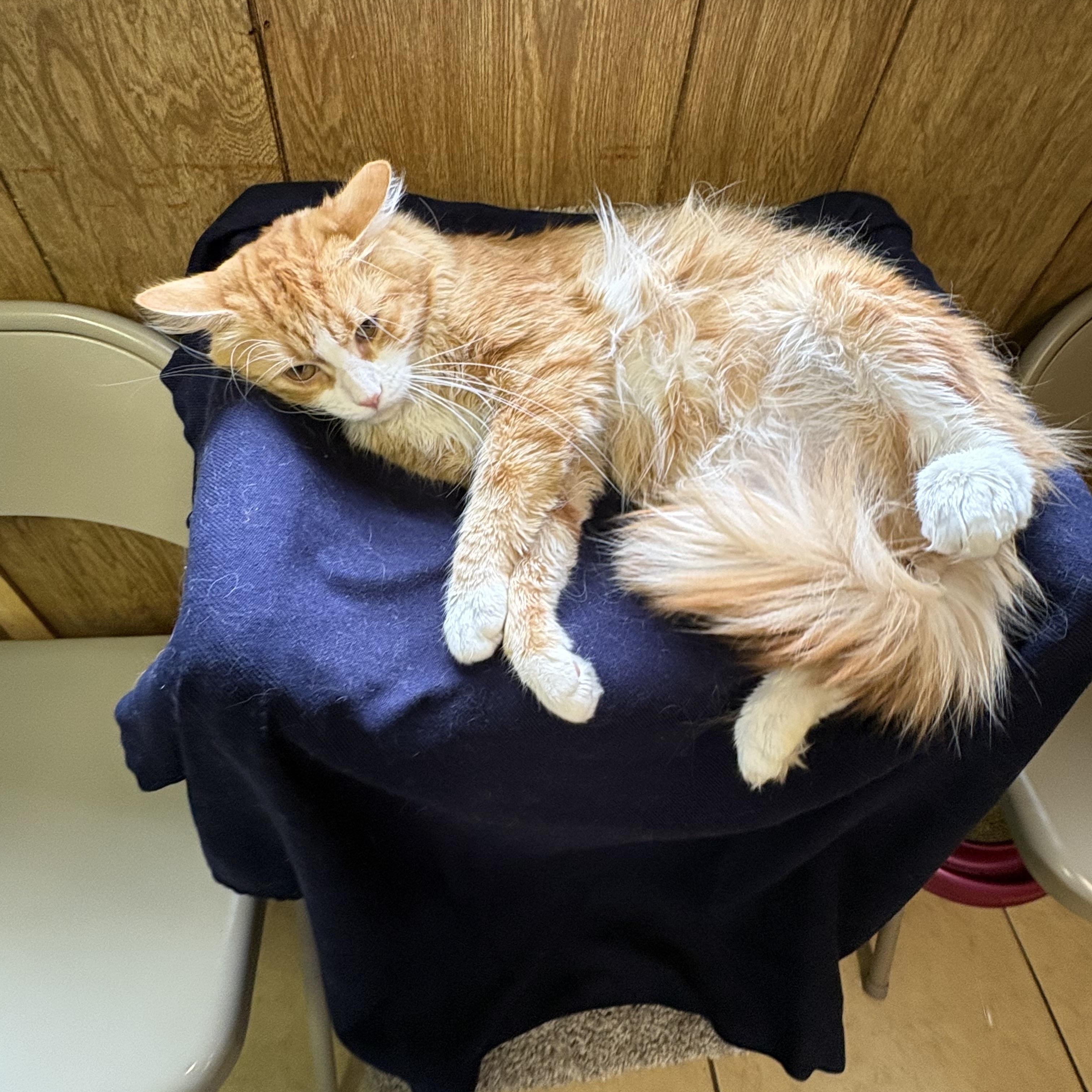 Roadie, a ADOPTABLE Domestic Short Hair in Linden, NJ image 2/5