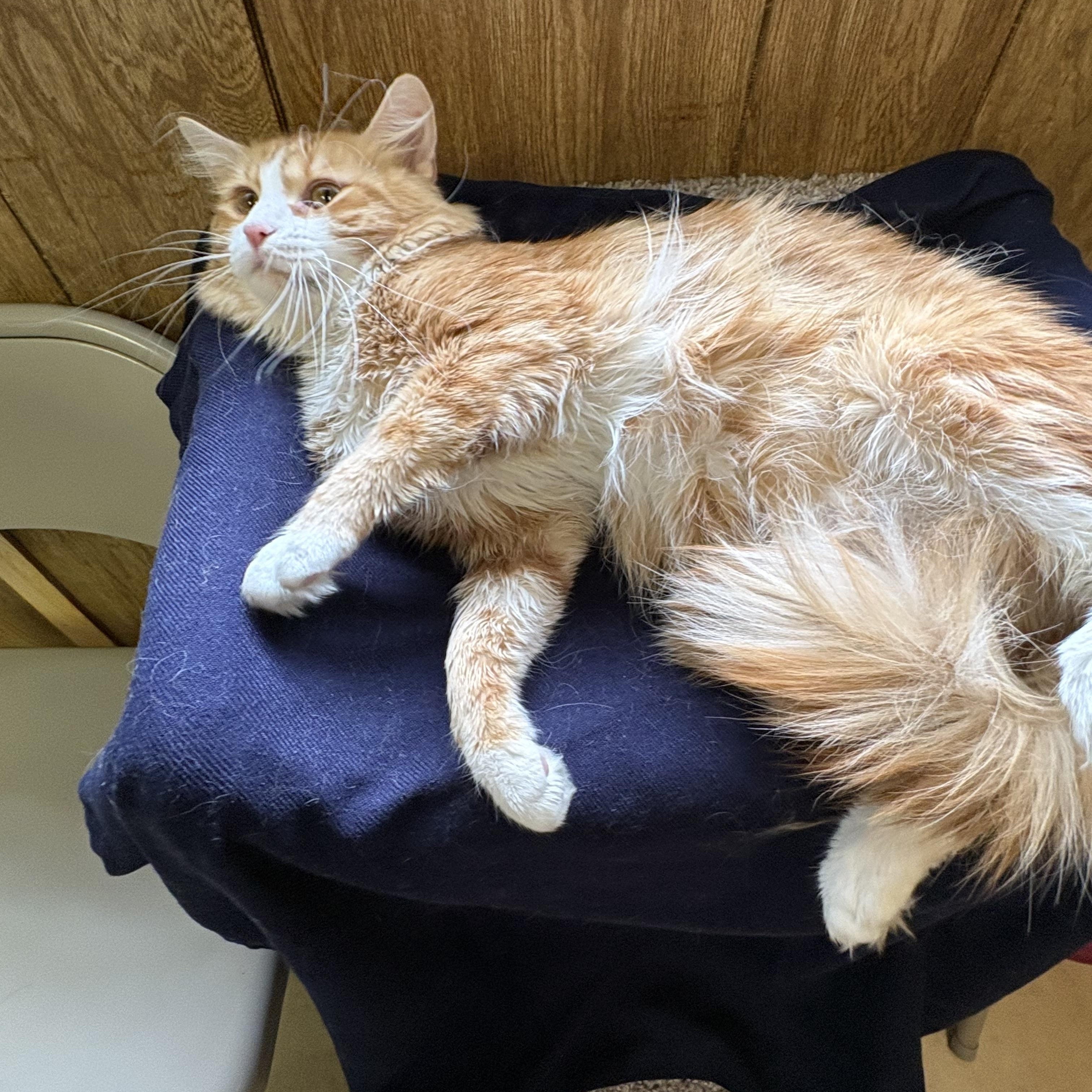 Roadie, a ADOPTABLE Domestic Short Hair in Linden, NJ image 3/5