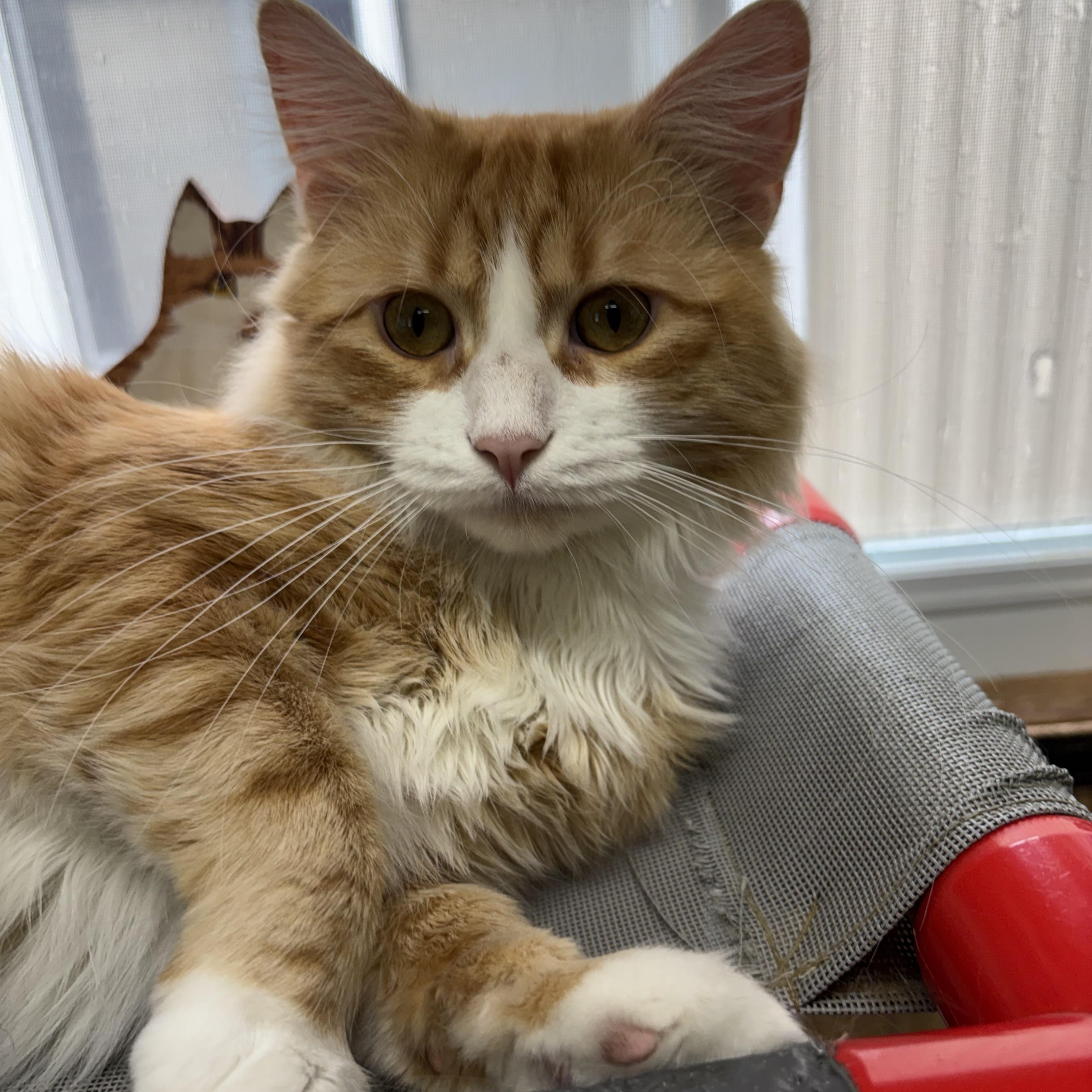 Enlarge Roadie, a Adopted Domestic Short Hair in Linden, NJ image 4/6