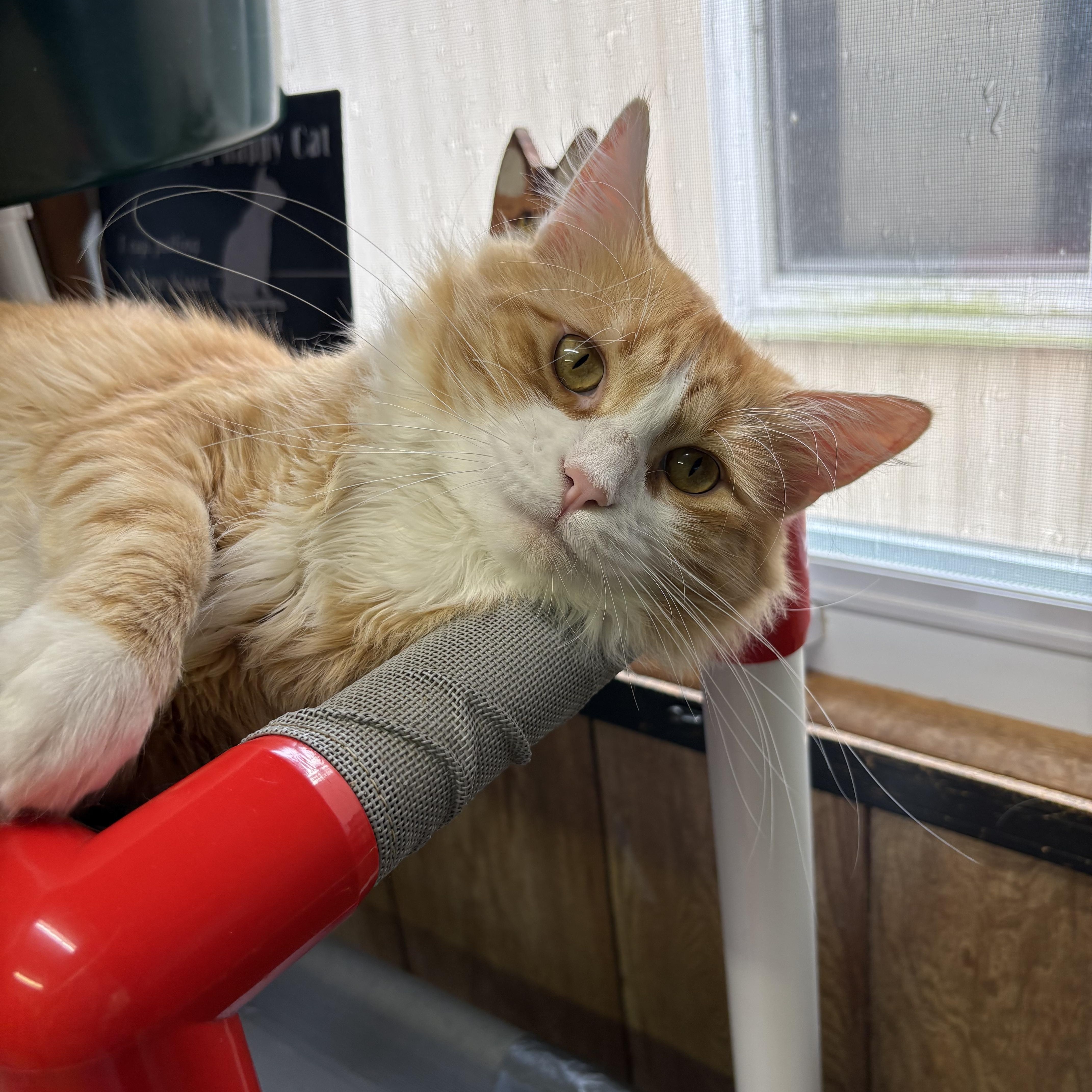 Enlarge Roadie, a Adopted Domestic Short Hair in Linden, NJ image 6/6