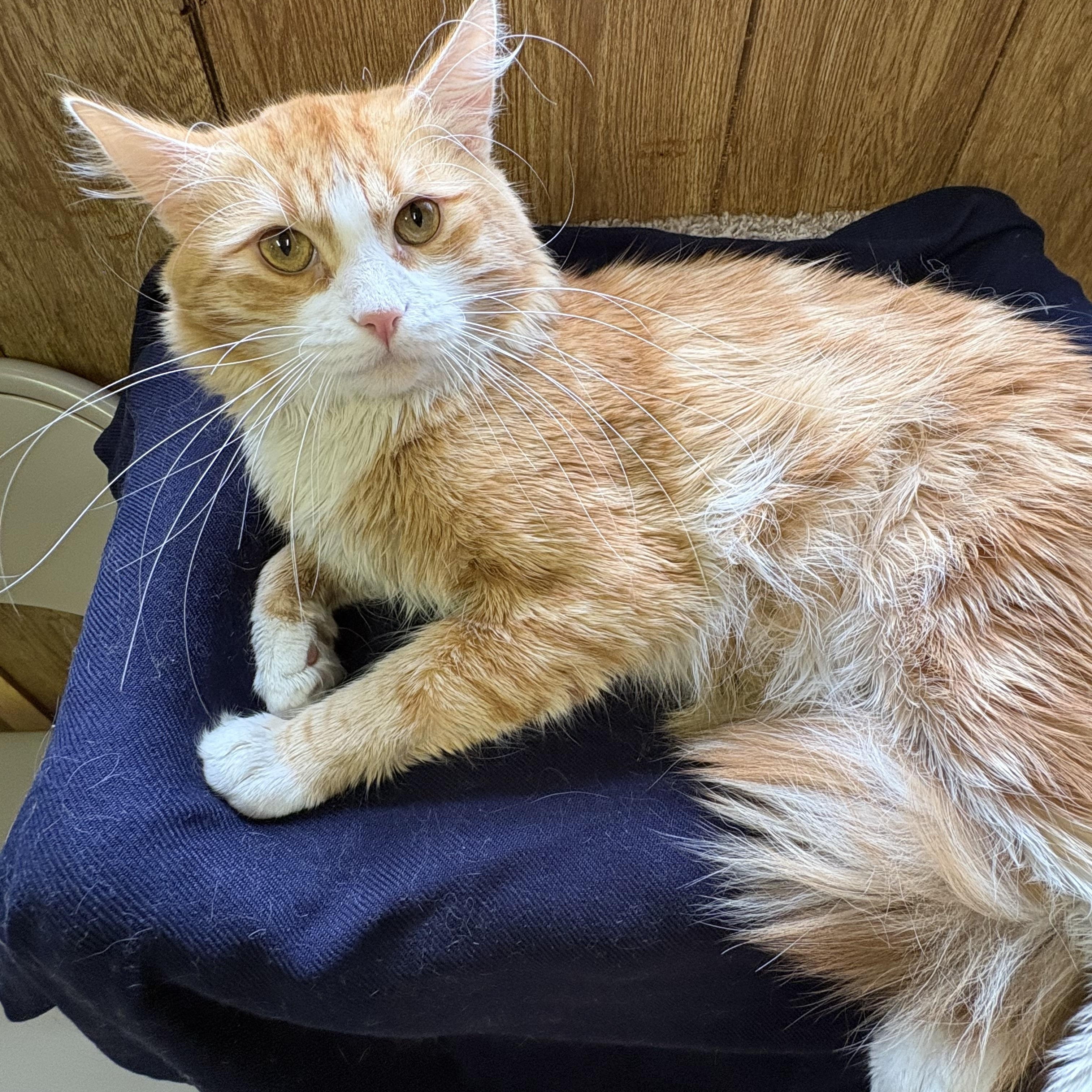 Roadie, a ADOPTABLE Domestic Short Hair in Linden, NJ image 1/5