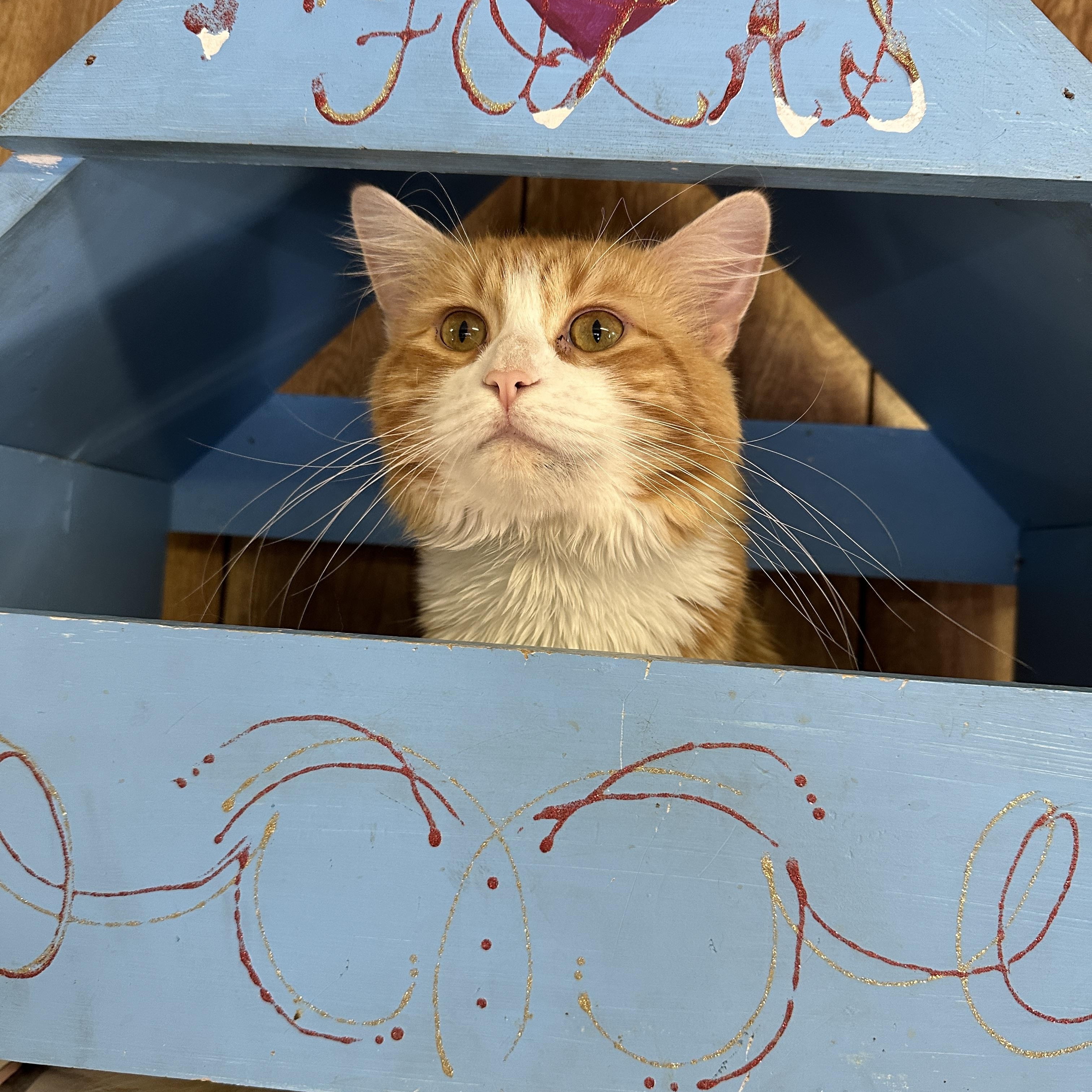 Enlarge Roadie, a ADOPTABLE Domestic Short Hair in Linden, NJ image 1/6