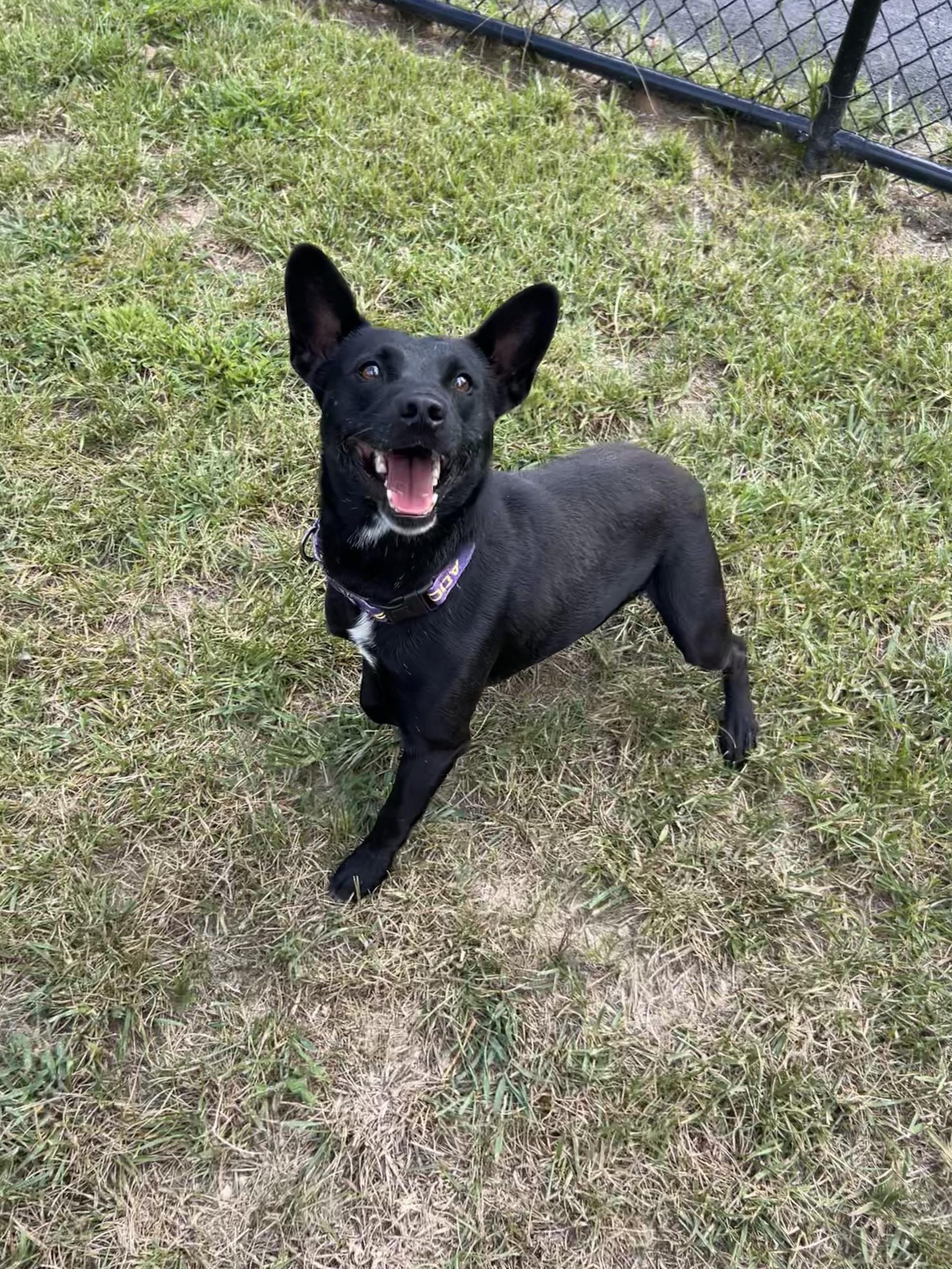 Rockefeller, a ADOPTABLE mixed breed in Shepherdsville, KY image 3/3