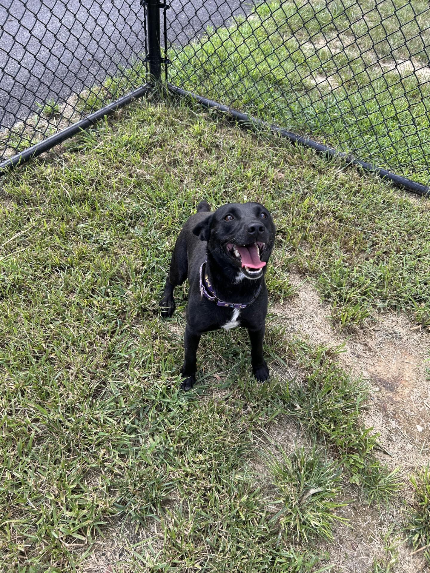 Rockefeller, ADOPTABLE, Adult Male Australian Cattle Dog / Blue Heeler.