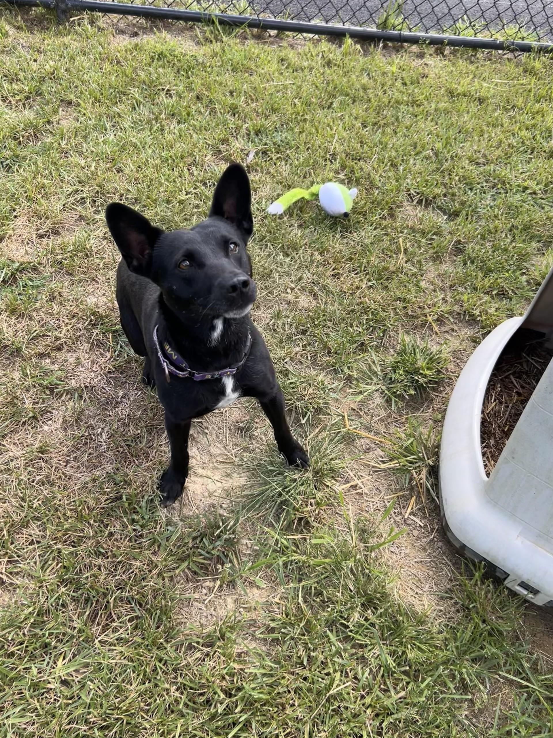 Rockefeller, a ADOPTABLE mixed breed in Shepherdsville, KY image 2/3