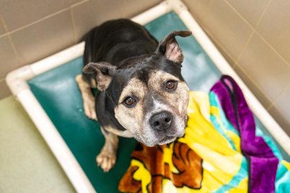 Diamond, a Adoptable mixed breed in Woodbury, MN image 1/3