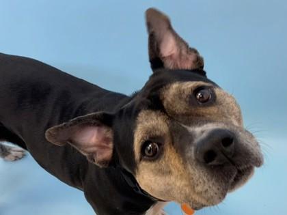 Diamond, a Adoptable mixed breed in Woodbury, MN image 2/3