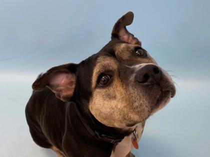 Diamond, a Adoptable mixed breed in Woodbury, MN image 3/3