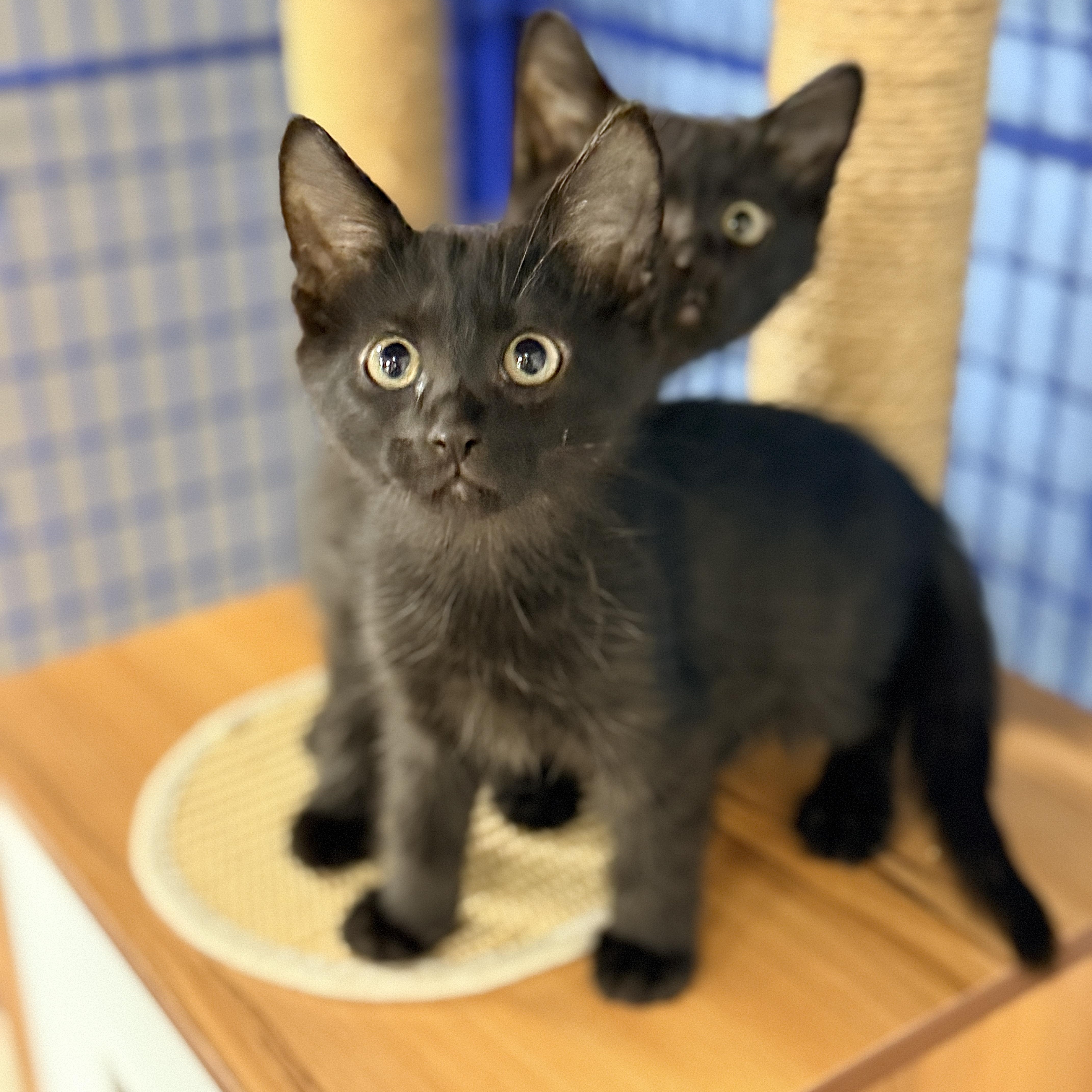 Enlarge Pine, a Adoptable Domestic Short Hair in Collierville, TN image 3/5