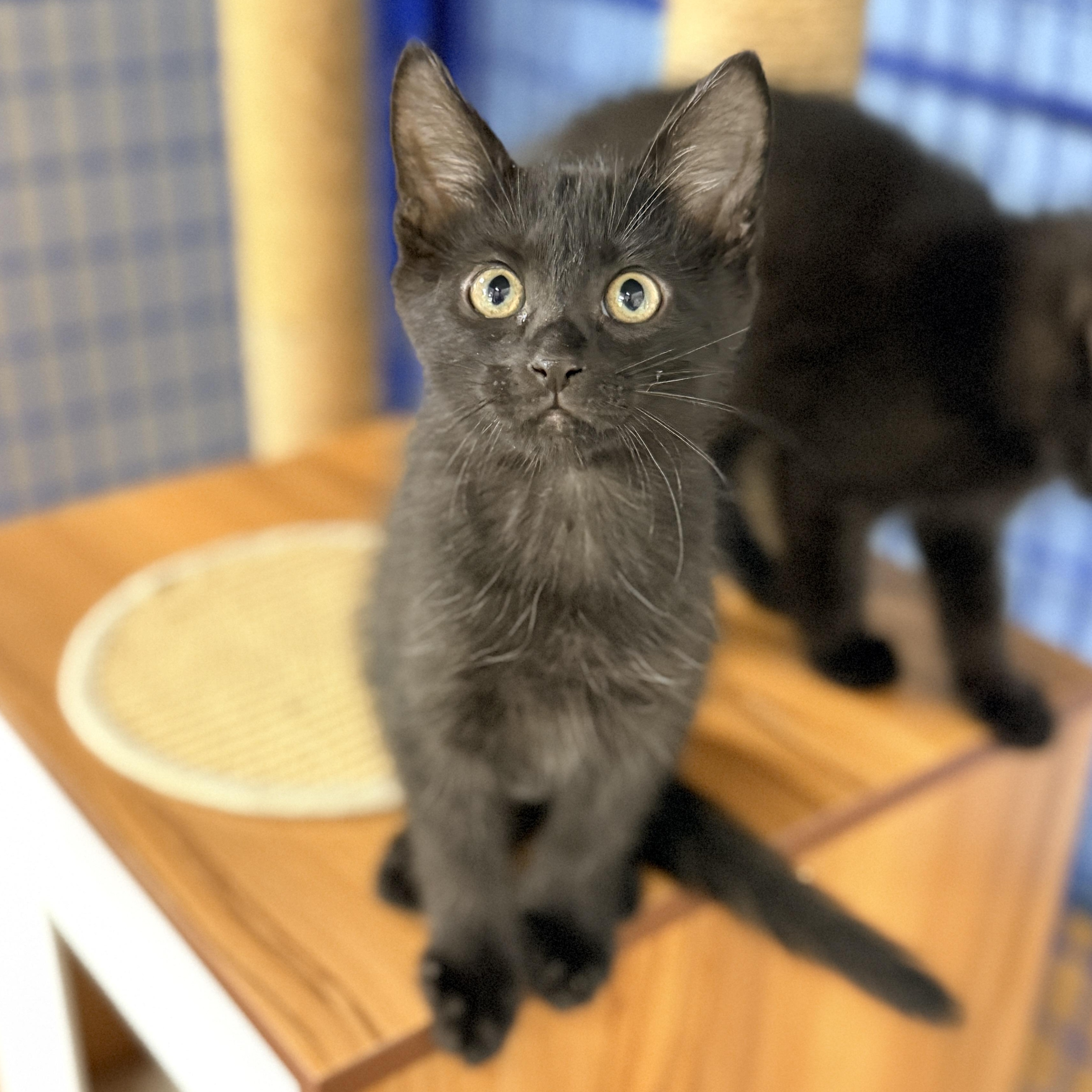 Enlarge Pine, a Adoptable Domestic Short Hair in Collierville, TN image 1/5