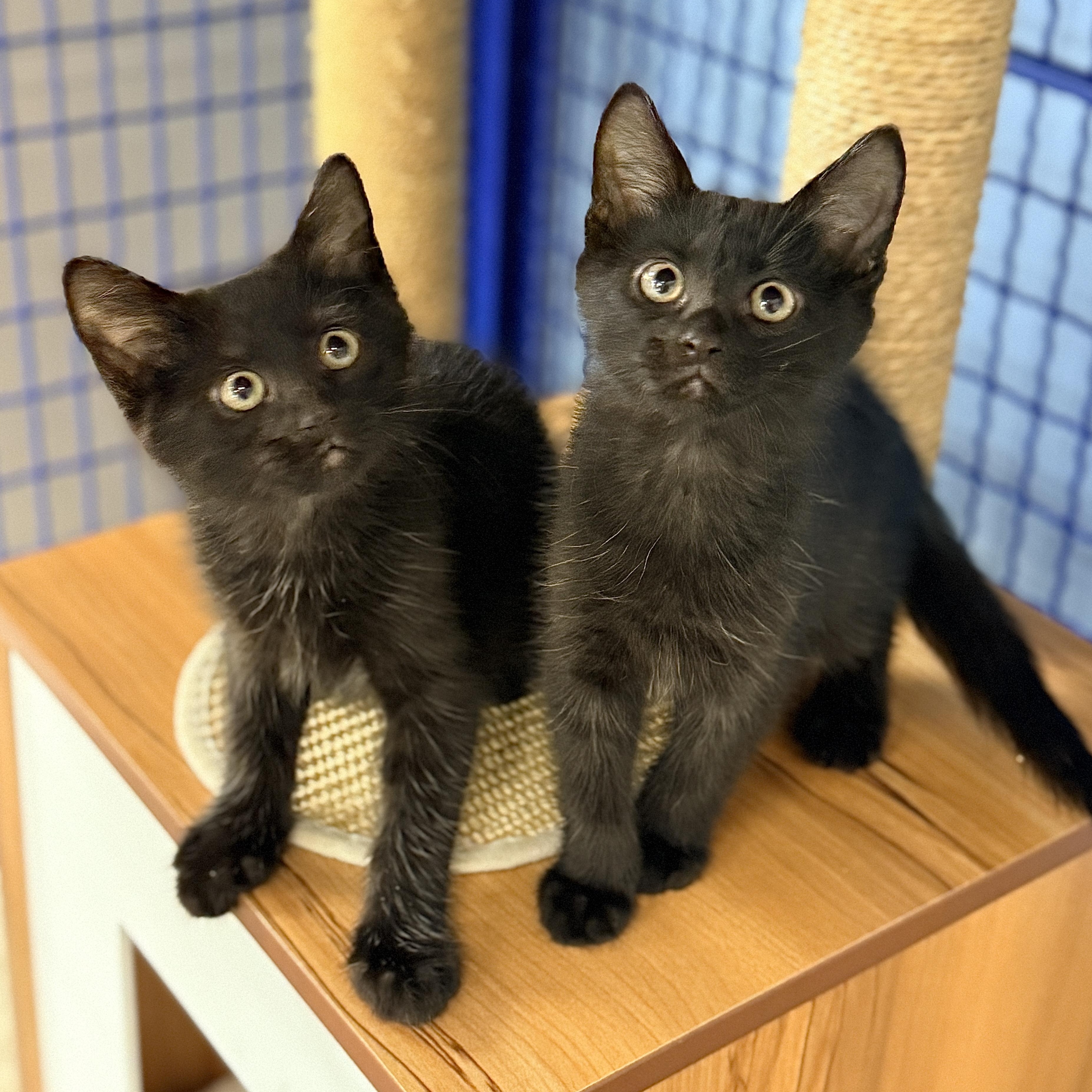 Enlarge Pine, a Adoptable Domestic Short Hair in Collierville, TN image 4/5