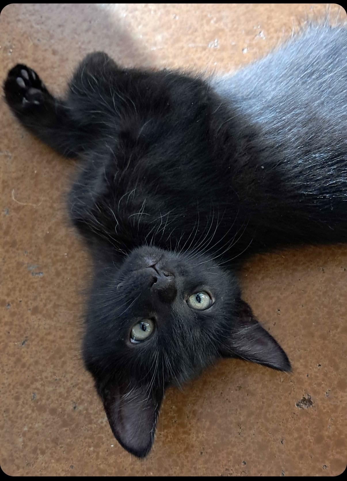 Enlarge Pine, a Adoptable Domestic Short Hair in Collierville, TN image 5/5