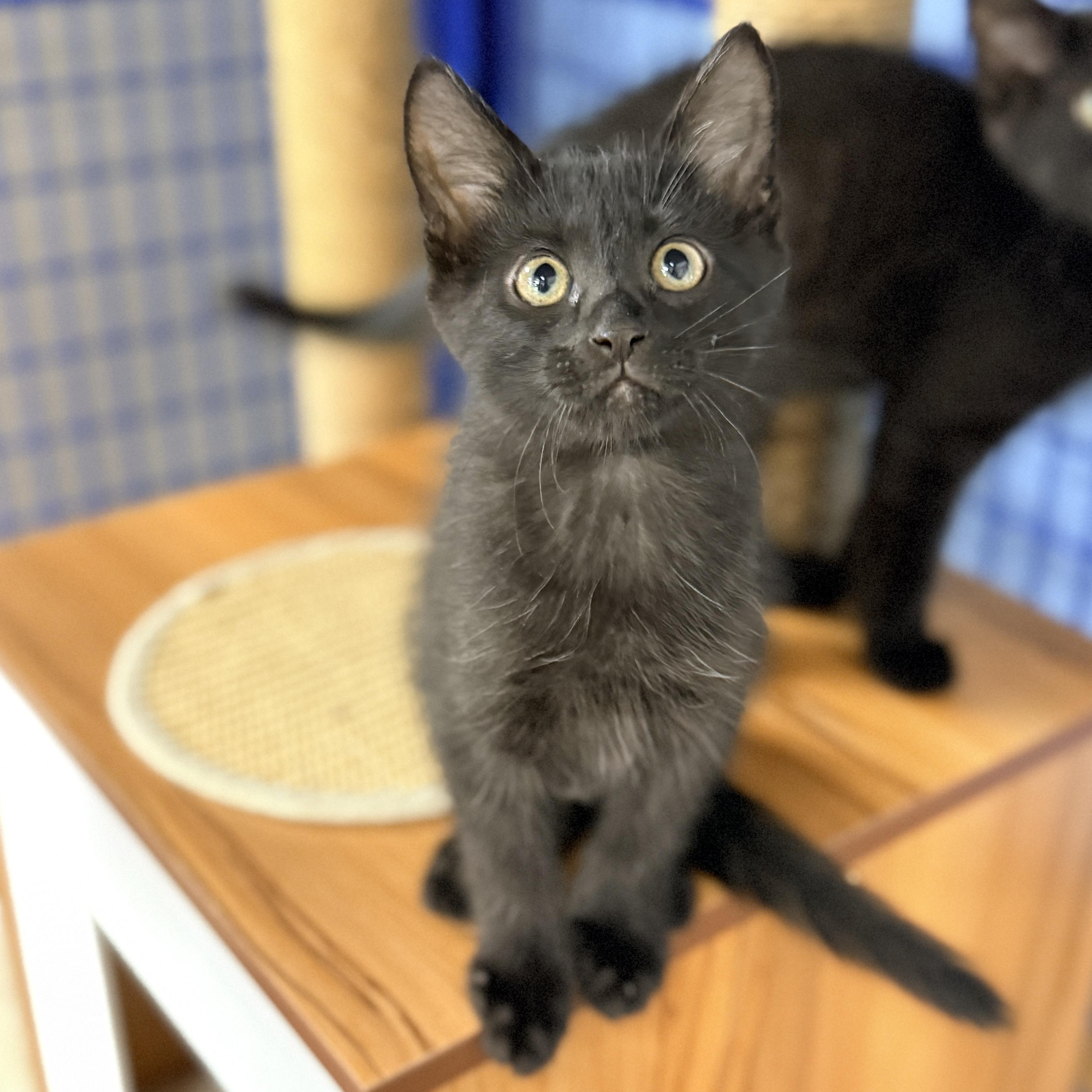 Enlarge Pine, a Adoptable Domestic Short Hair in Collierville, TN image 2/5