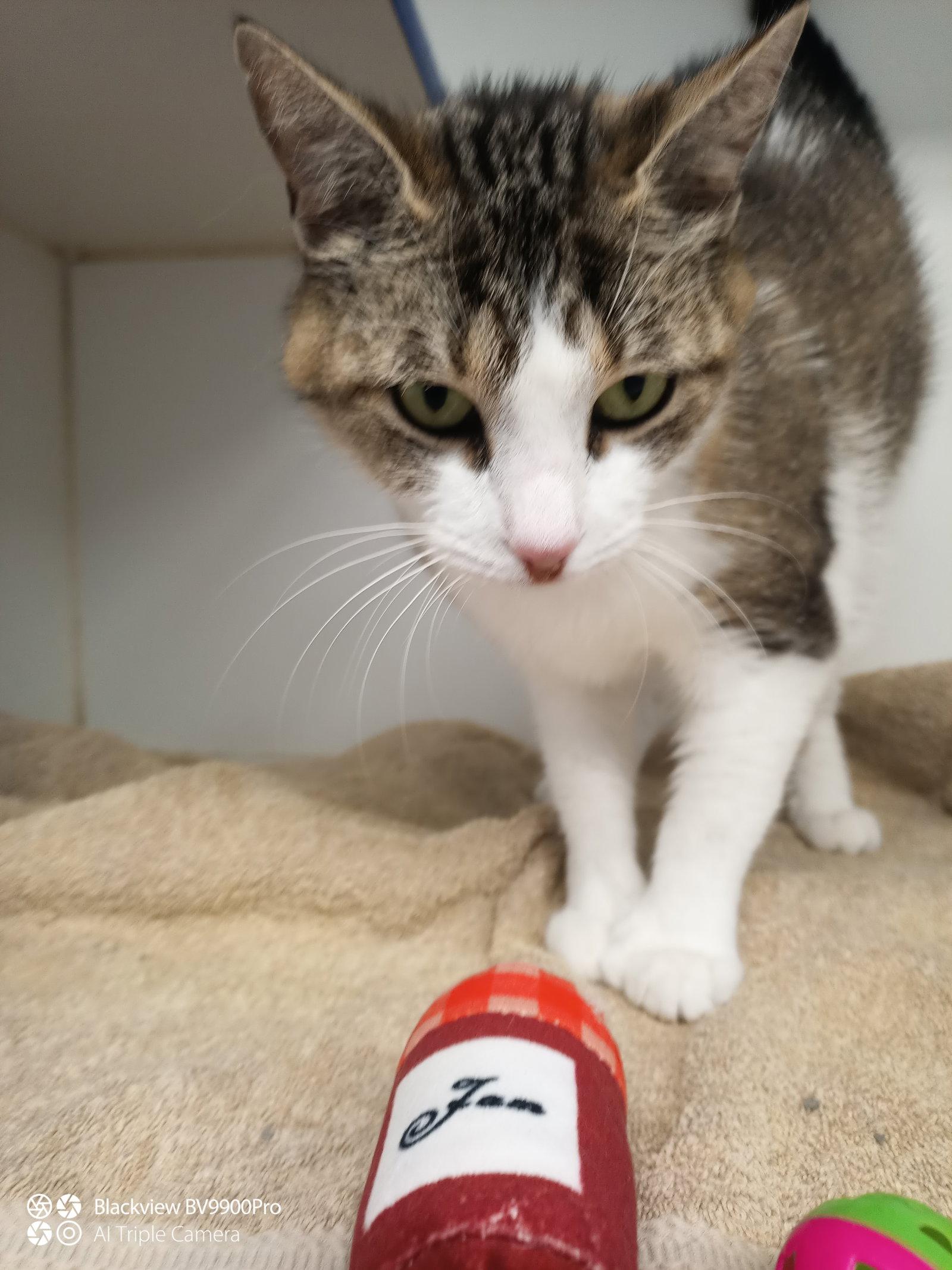 Enlarge Madeline 2 years old, a Adoptable Domestic Short Hair in Sterling, MA image 1/1