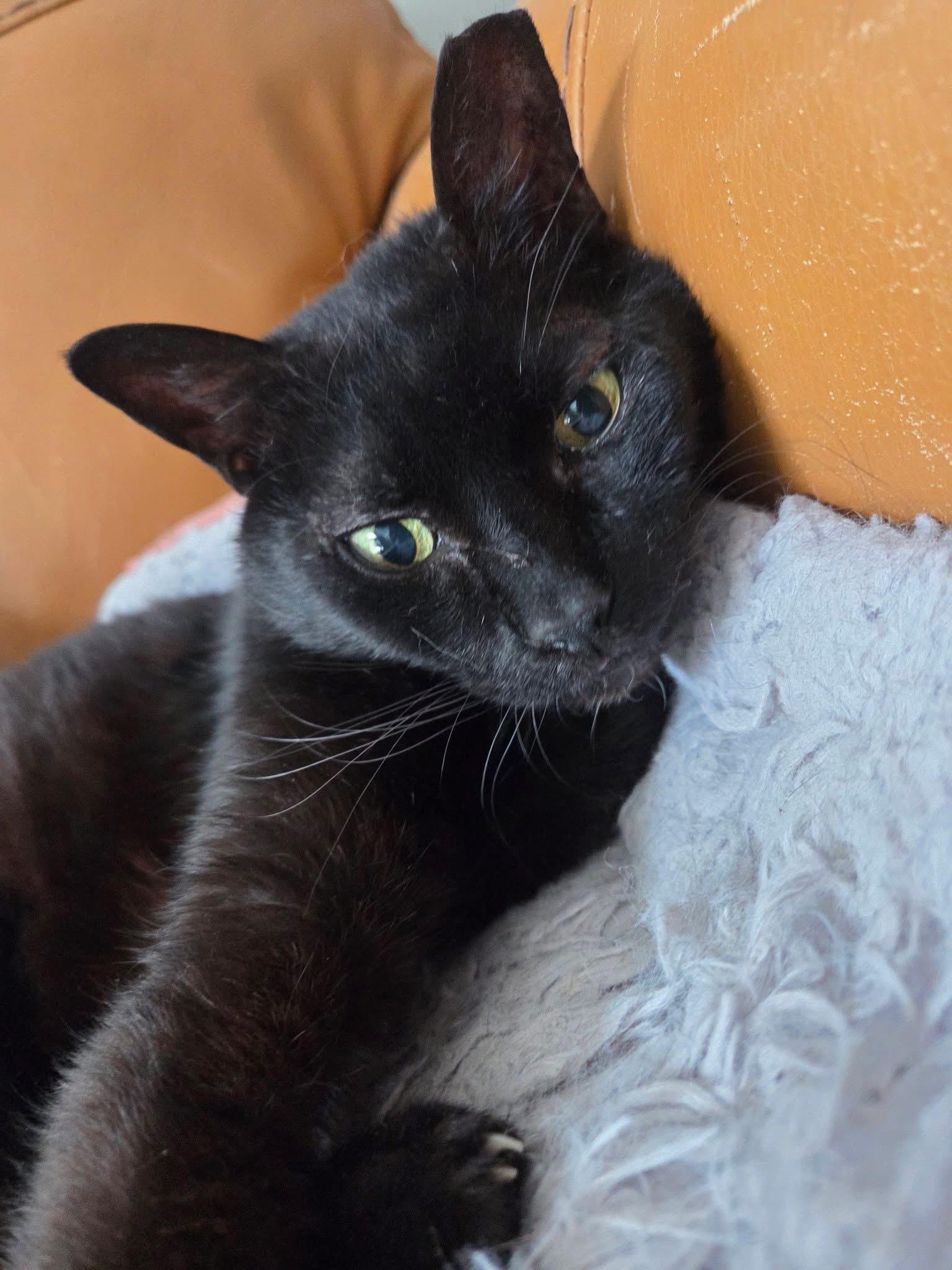 Doodle , ADOPTABLE, Senior Male Domestic Short Hair.