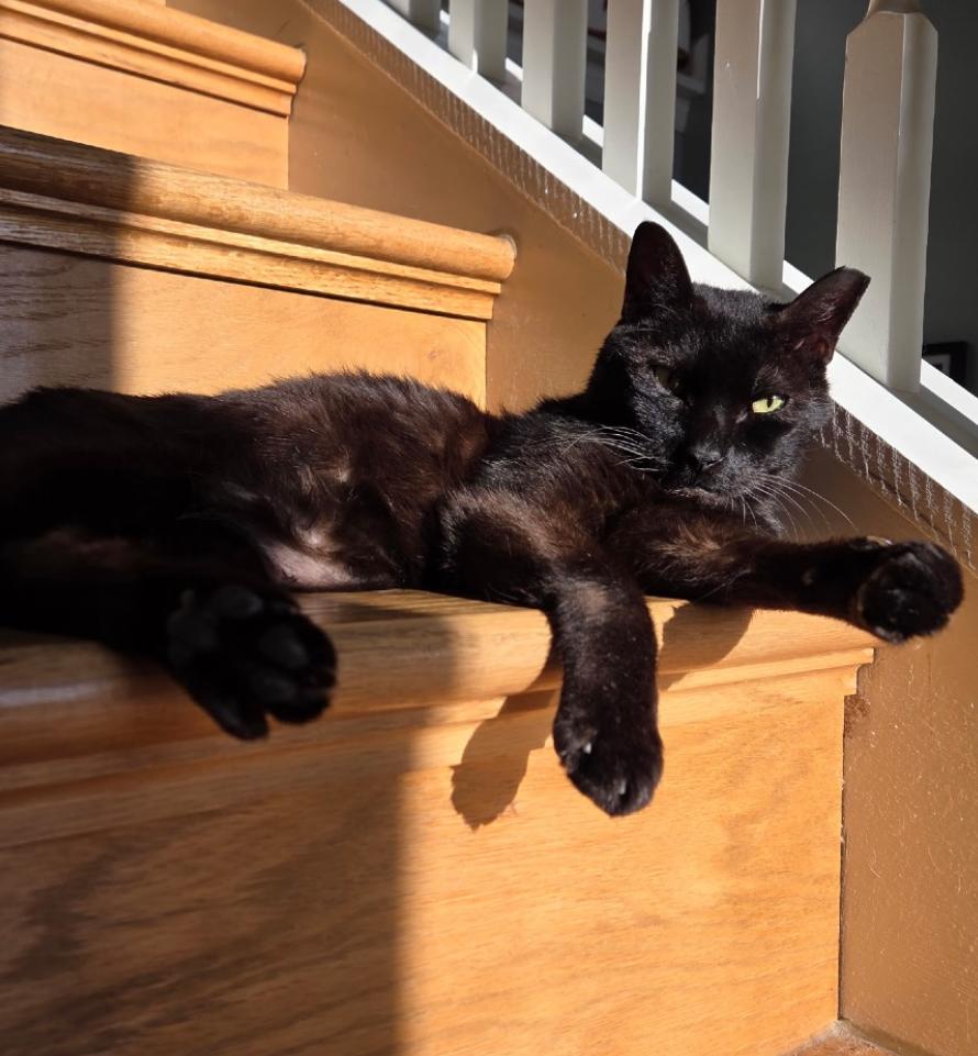 Enlarge Doodle , a ADOPTABLE Domestic Short Hair in Fort Oglethorpe, GA image 4/6