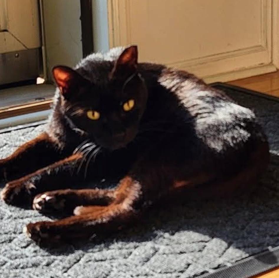 Enlarge Doodle , a ADOPTABLE Domestic Short Hair in Fort Oglethorpe, GA image 6/6