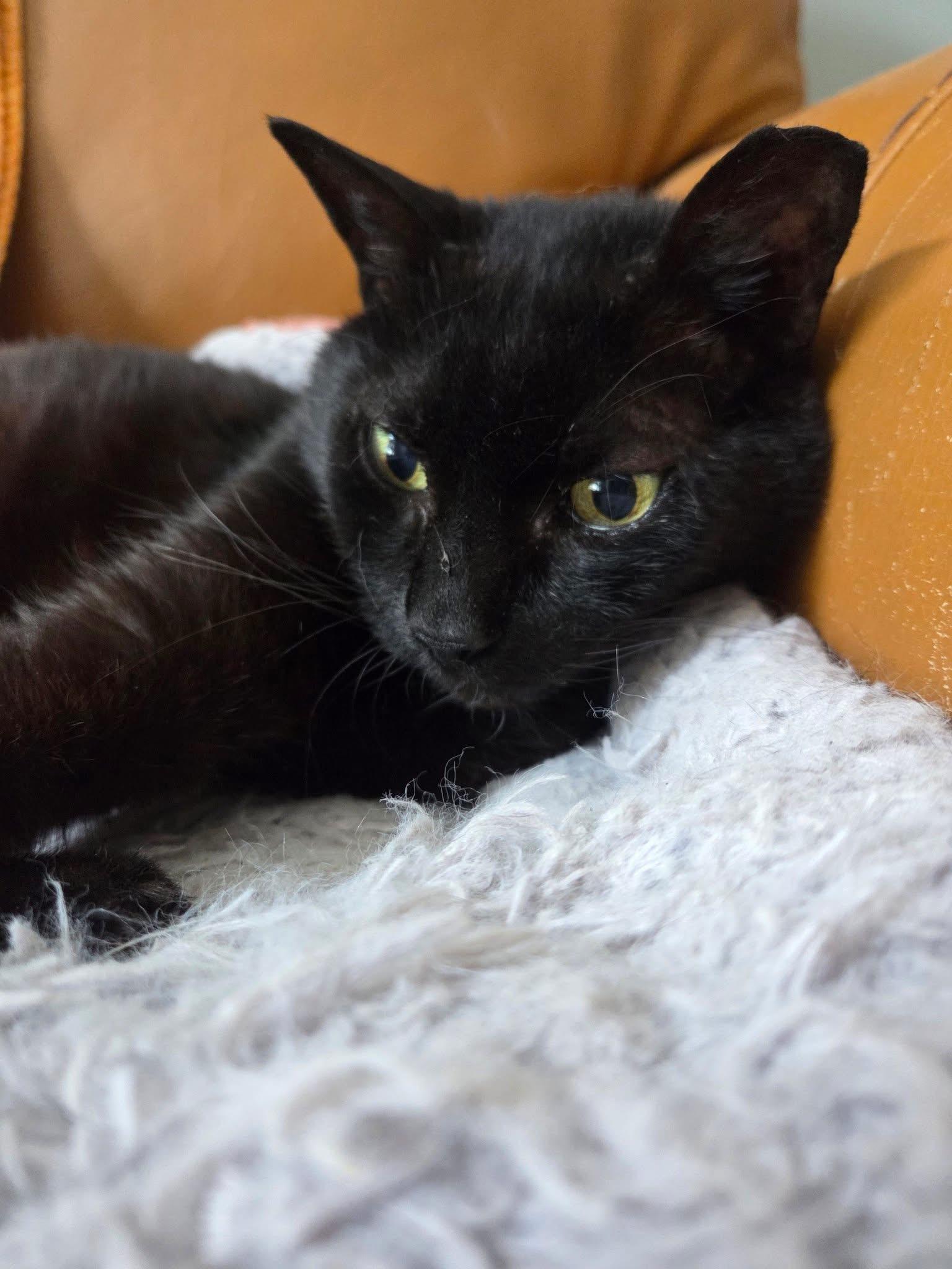 Enlarge Doodle , a ADOPTABLE Domestic Short Hair in Fort Oglethorpe, GA image 2/6