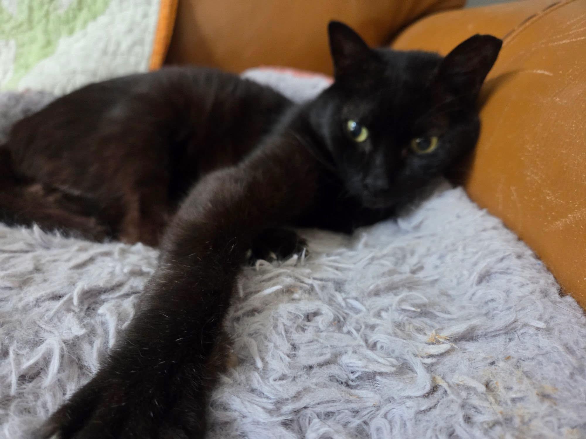 Enlarge Doodle , a ADOPTABLE Domestic Short Hair in Fort Oglethorpe, GA image 3/6