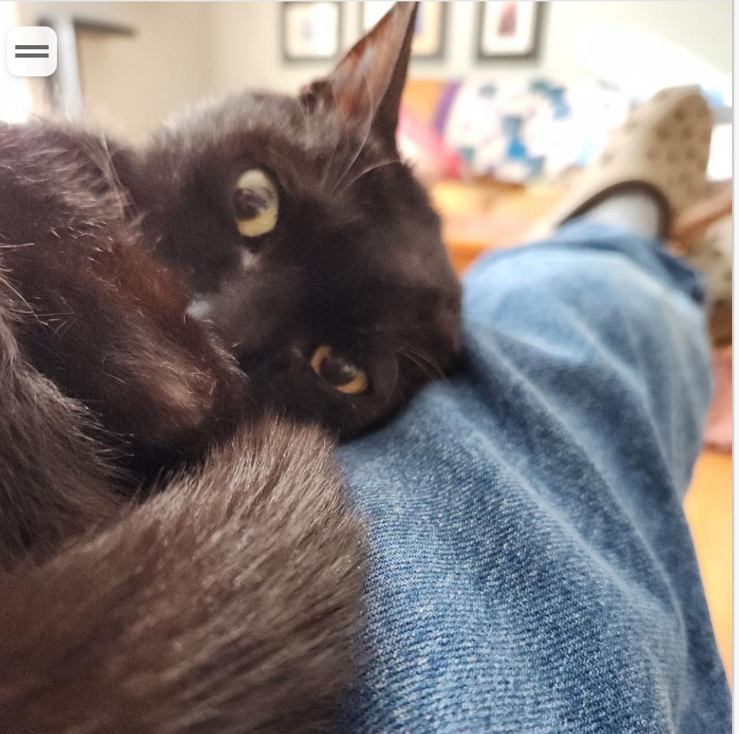 Enlarge Doodle , a ADOPTABLE Domestic Short Hair in Fort Oglethorpe, GA image 5/6