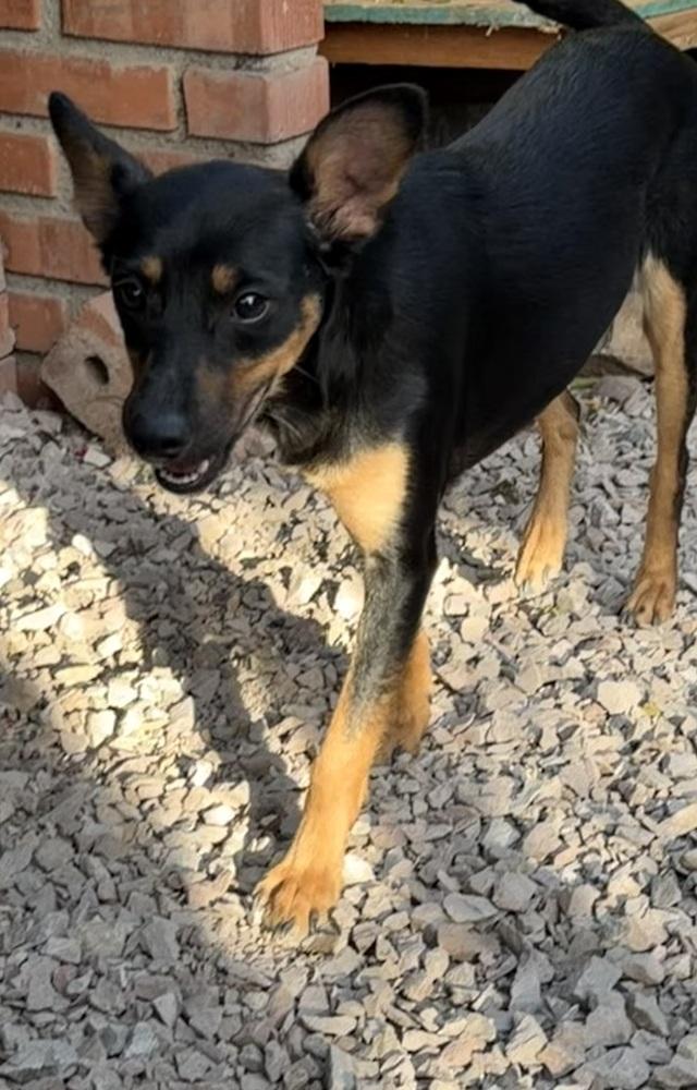 Enlarge Jade, a Adoptable mixed breed in Escondido, CA image 1/6