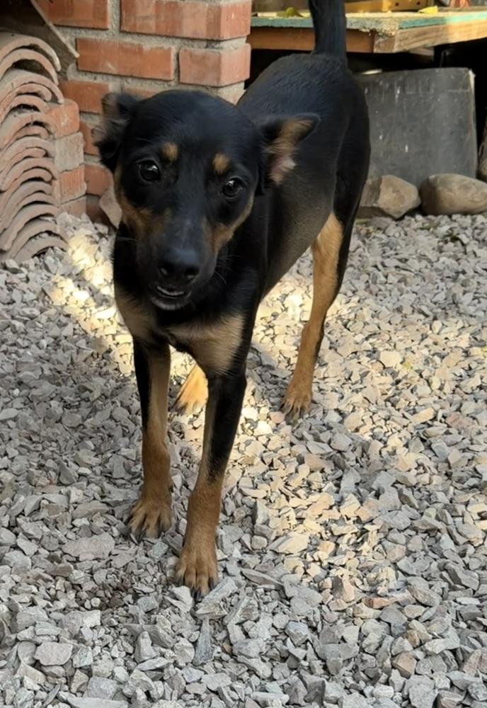 Enlarge Jade, a Adoptable mixed breed in Escondido, CA image 2/6