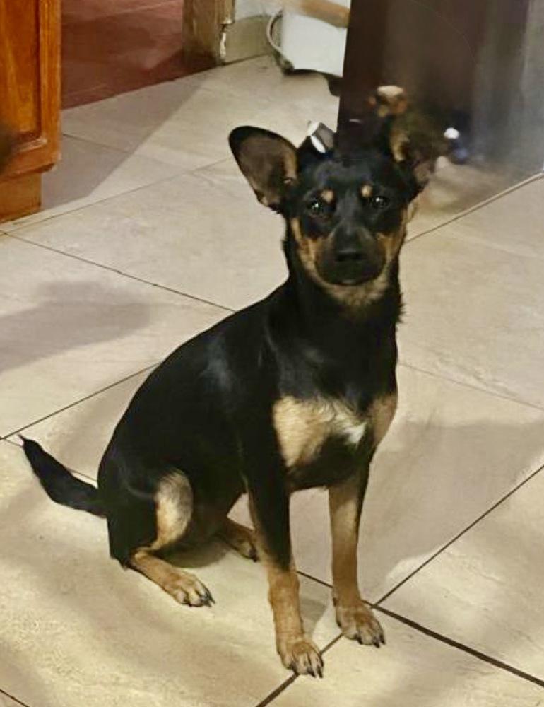 Jade, Adoptable, Young Female Miniature Pinscher & Terrier.