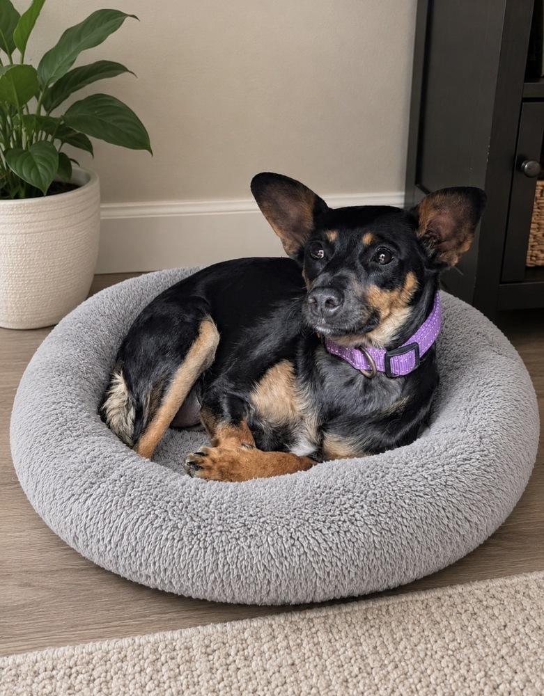 Jade, a Adoptable mixed breed in Escondido, CA image 2/3