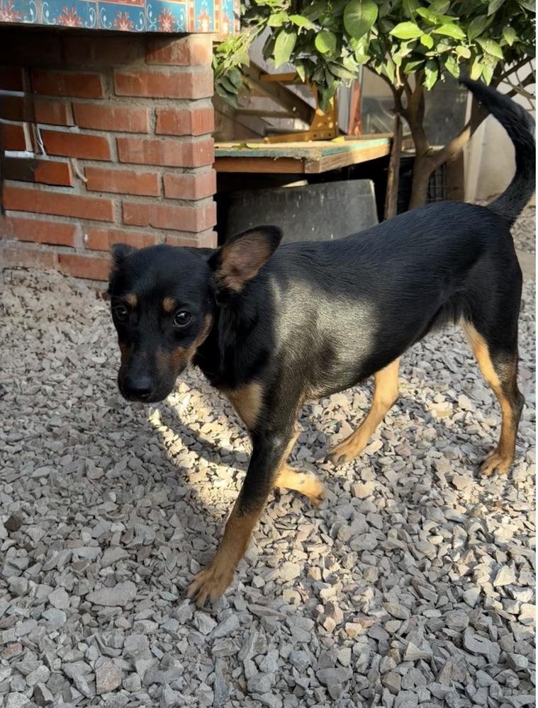 Enlarge Jade, a Adoptable mixed breed in Escondido, CA image 4/6