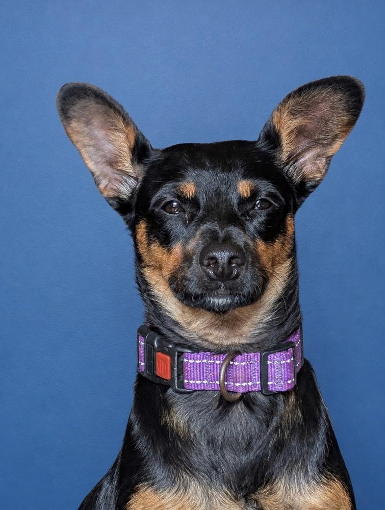 Jade, a Adoptable mixed breed in Escondido, CA image 3/3