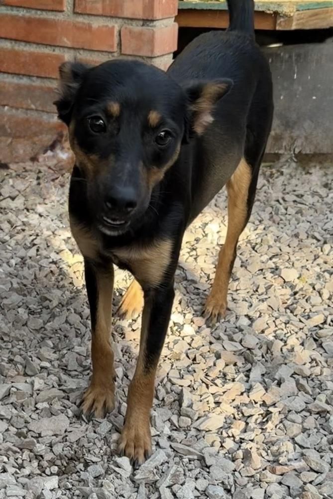 Enlarge Jade, a Adoptable mixed breed in Escondido, CA image 6/6