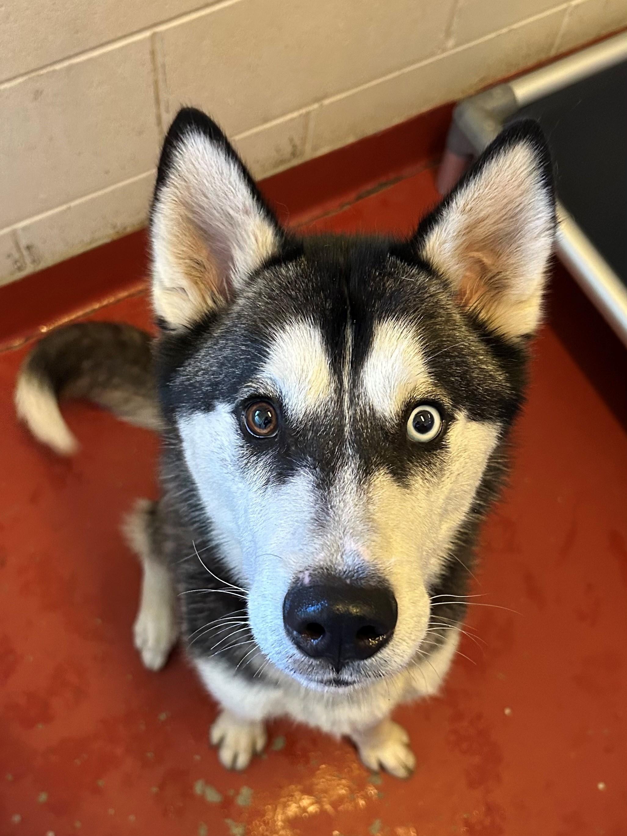 Enlarge Denmark, a Adoptable Husky in Mason City, IA image 1/1