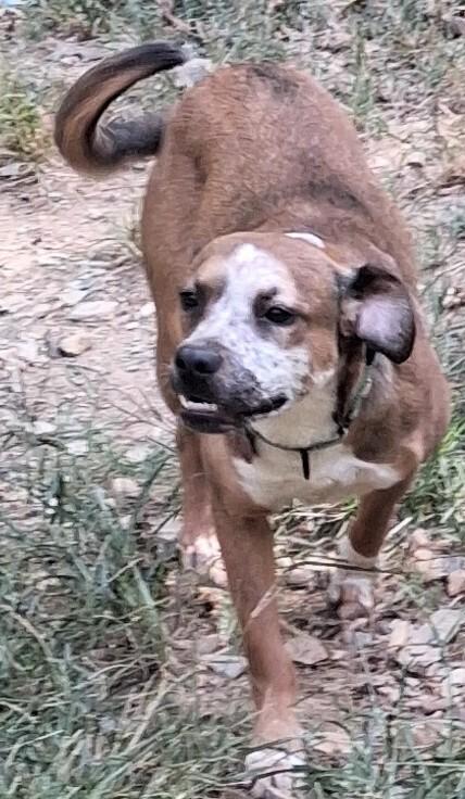 Enlarge Misha, a Adoptable mixed breed in Boston, MA image 1/6