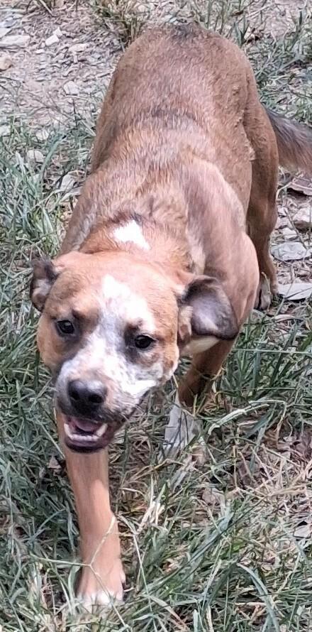Enlarge Misha, a Adoptable mixed breed in Boston, MA image 3/6