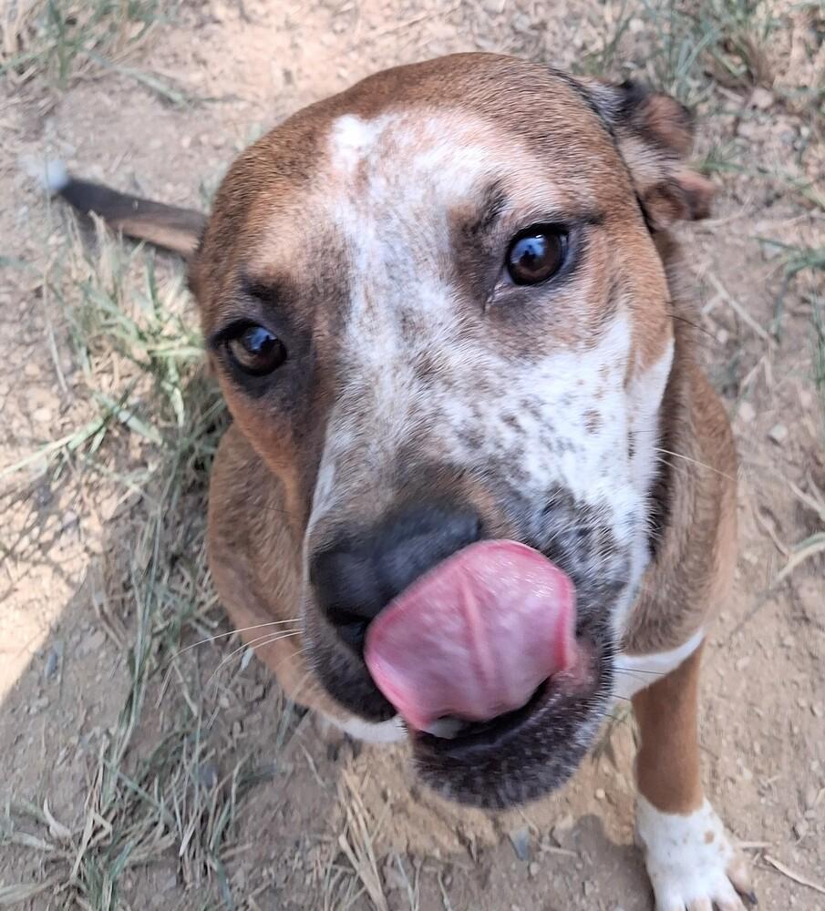Enlarge Misha, a Adoptable mixed breed in Boston, MA image 4/6