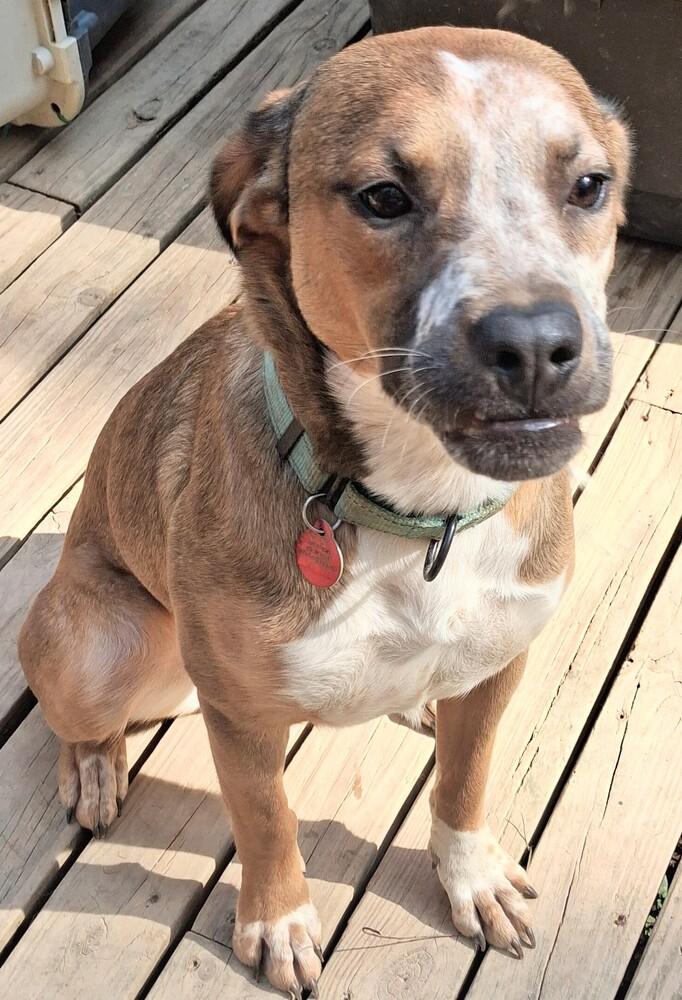 Enlarge Misha, a Adoptable mixed breed in Boston, MA image 5/6