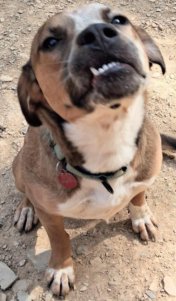 Enlarge Misha, a Adoptable mixed breed in Boston, MA image 6/6