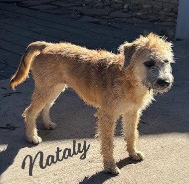 Nataly #spunky-&-scruffy, Adopted, Young Female Border Terrier & Wheaten Terrier.