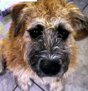 Enlarge Nataly #spunky-&-scruffy, a Adopted mixed breed in Houston, TX image 2/3